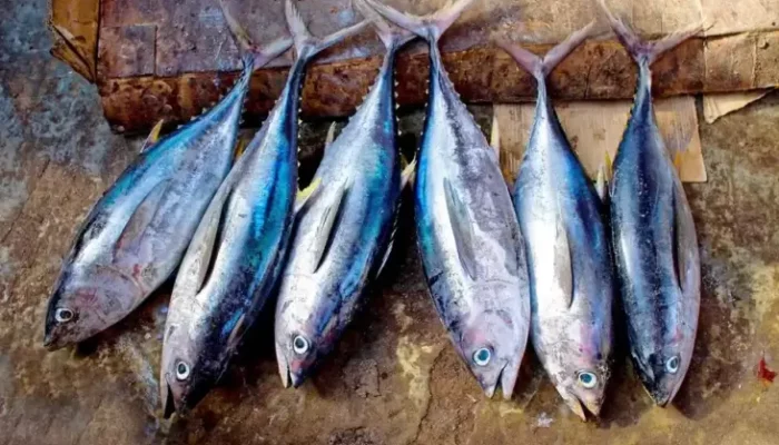 8 Jenis Ikan Tinggi Protein kemudian Rendah Lemak untuk Diet