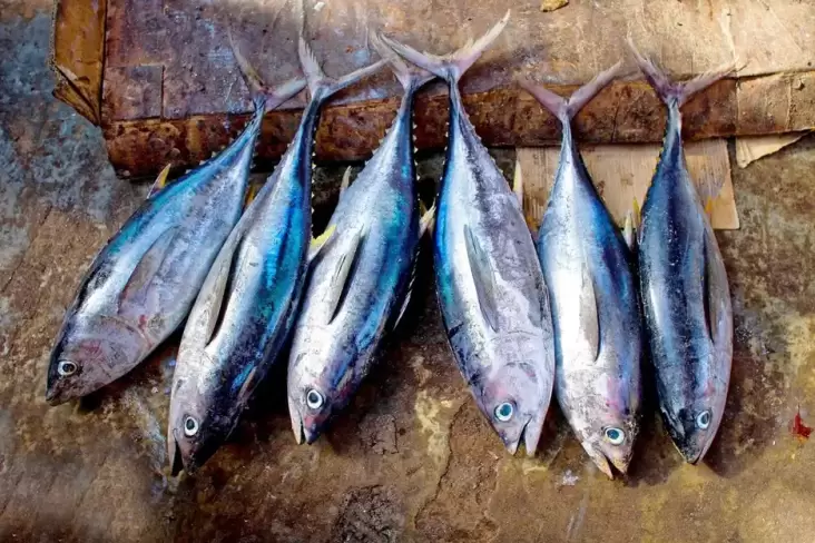 8 Jenis Ikan Tinggi Protein kemudian Rendah Lemak untuk Diet