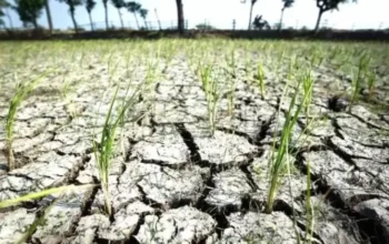 Mentan Amran: Fenomena Cuaca Aneh Mulai Ganggu Bagian Pertanian