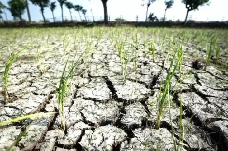 Mentan Amran: Fenomena Cuaca Aneh Mulai Ganggu Bagian Pertanian