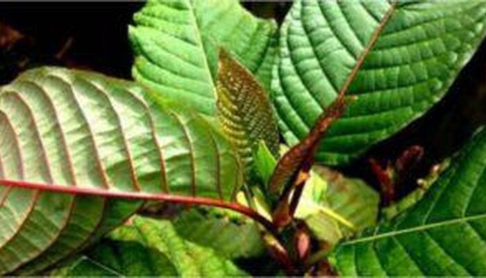 7 Fakta Daun Kratom yang Belum Banyak Diketahui oleh Orang