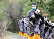 Universitas panda raksasa pertama dalam China mulai terima siswa