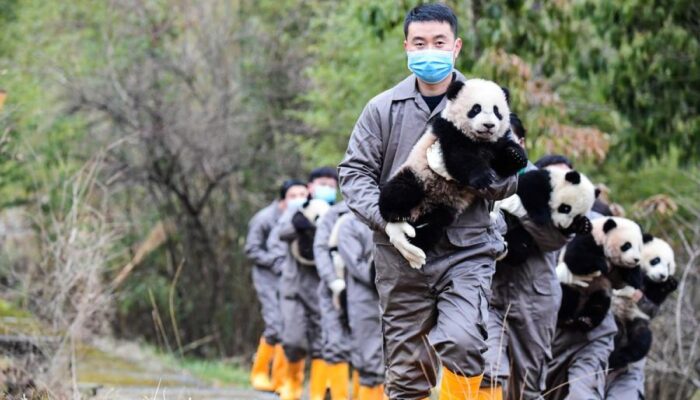 Universitas panda raksasa pertama dalam China mulai terima siswa