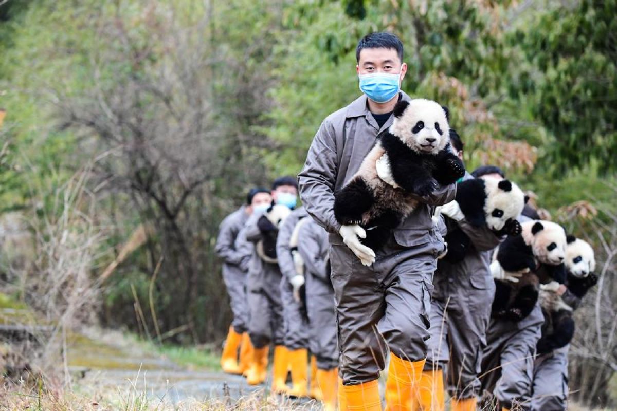 Universitas panda raksasa pertama pada China mulai terima siswa