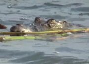 Anak 12 Tahun Hilang pada waktu Berenang dalam Sungai Australia, Diduga Diterkam Buaya