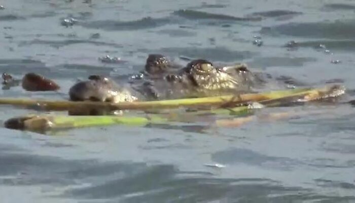 Anak 12 Tahun Hilang pada waktu Berenang dalam Sungai Australia, Diduga Diterkam Buaya