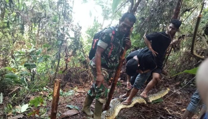 Hendak Beli Penyelesaian buat Anaknya, Wanita di dalam Luwu Ditelan Piton 8 Unit